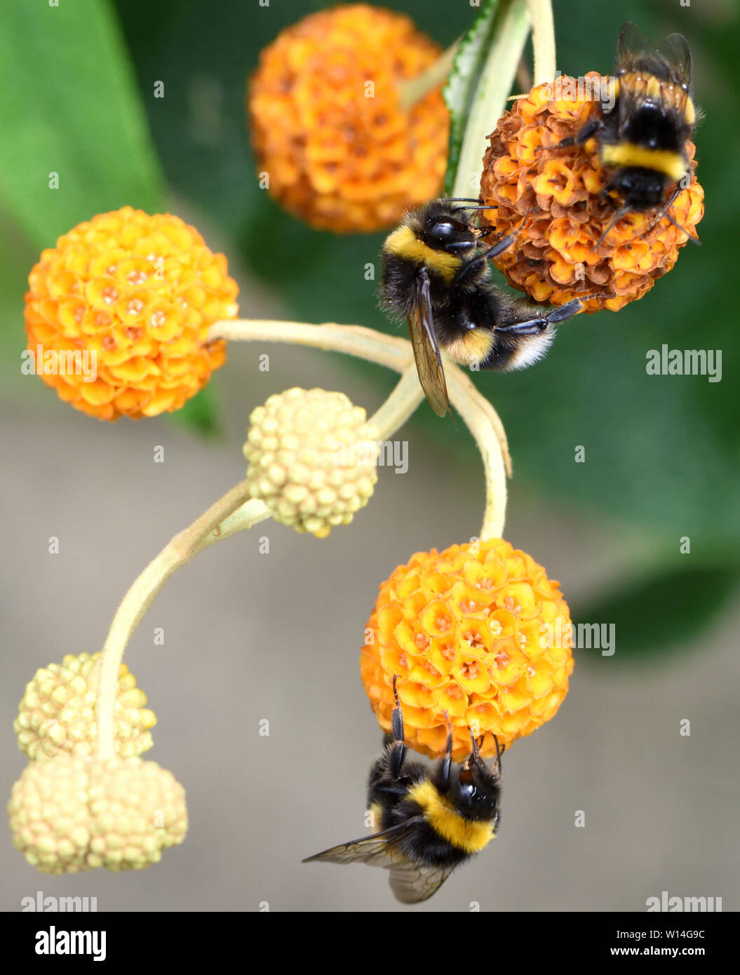 Arbeitnehmer buff-tailed Hummeln (Bombus terrestris) nutzen Sie die Lieferung von Nektar in die Blüten der Orange ball Baum (buddleja Nana). Bed Stockfoto