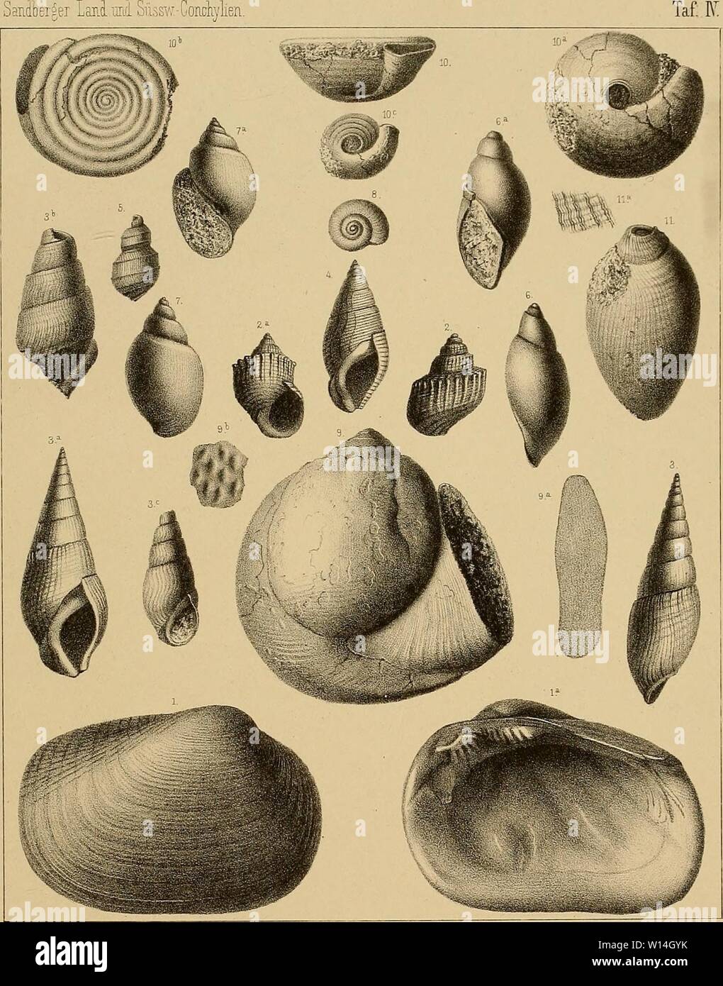 Archiv Bild von Seite 14 der Sterben und der Vorwelt Süsswasser-Conchylien. Stockfoto