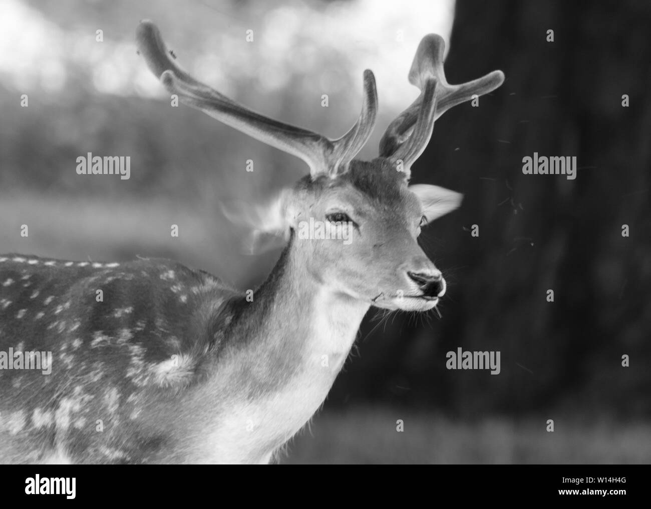 Damwild in Schwarz und Weiß Stockfoto