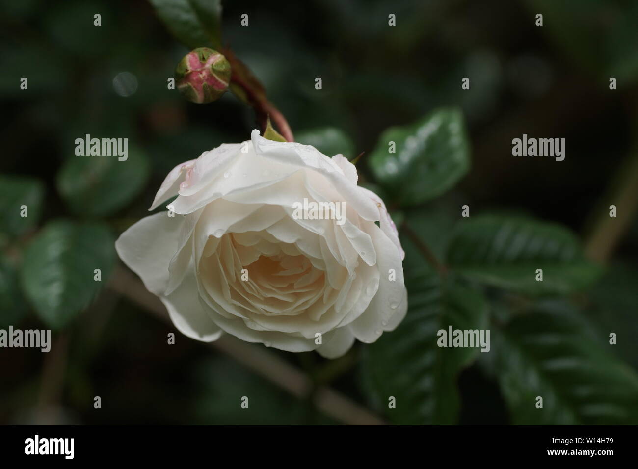 Rose wild gesammelt in China Stockfoto