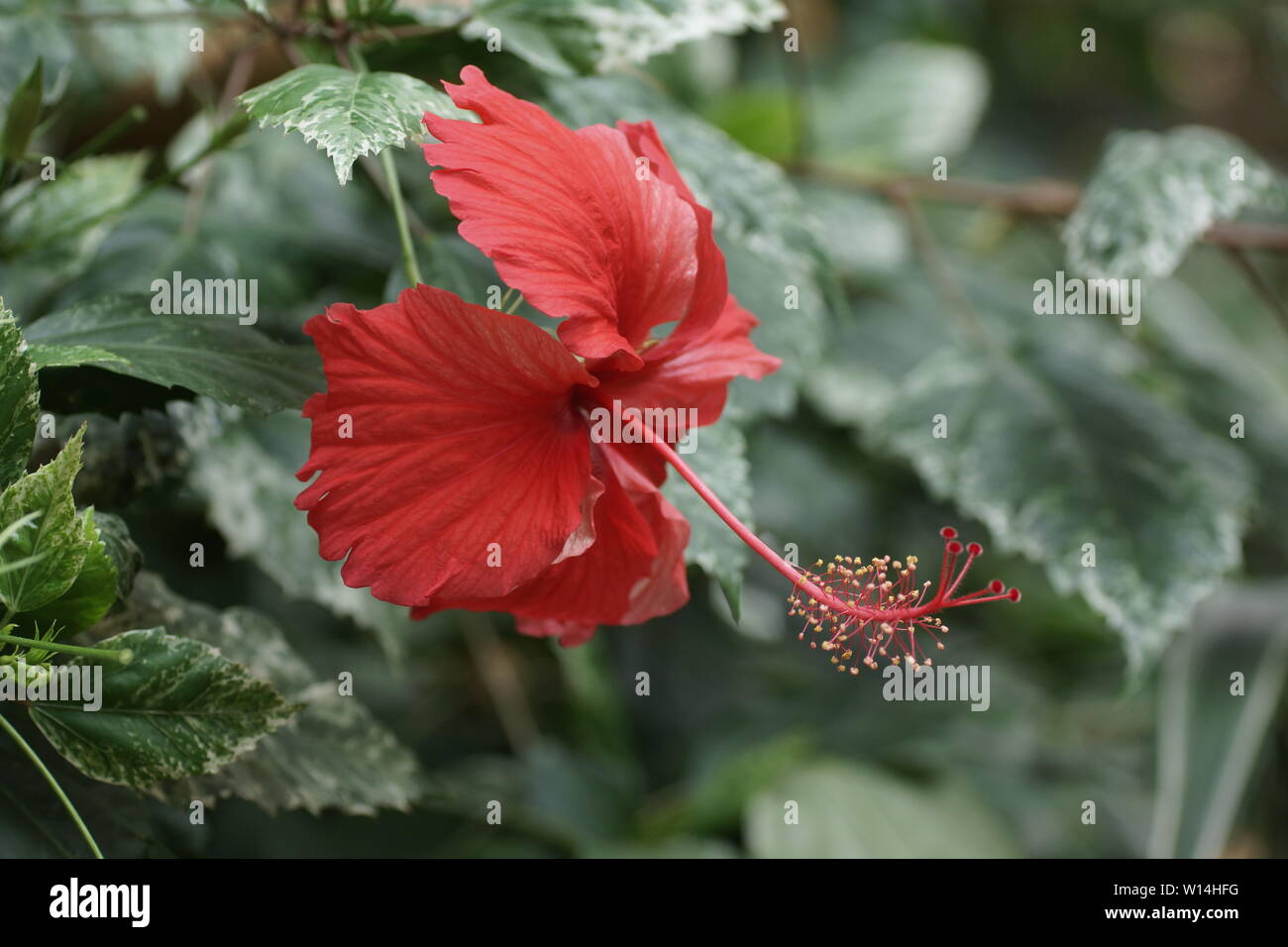 Hibiscus Rosa-sinensis Stockfoto