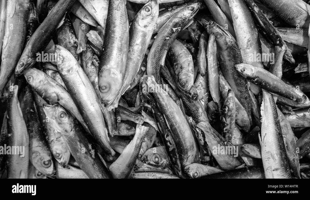 Frische Fische zum Verkauf am Markt Bündel von rohen gefrorenen Fisch Stockfoto