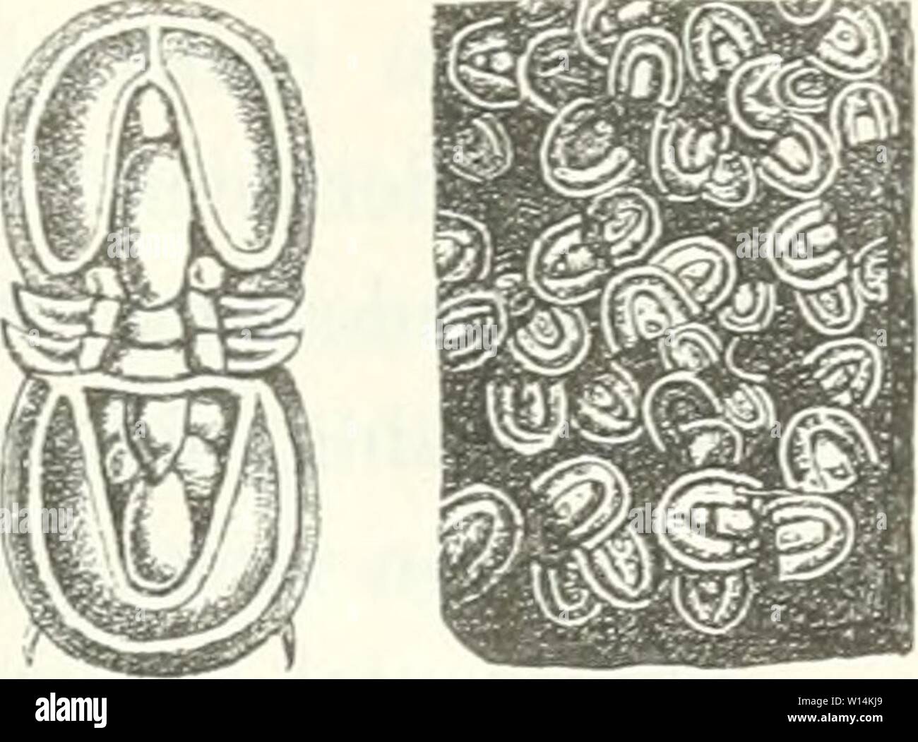 Archiv Bild von Seite 18 der Sterben Leitfossilien, ein Handbuch für. Leitfossilien sterben, ein Handbuch für den Unterricht und für das Bestimmen von Versteinerungen. dieleitfossilien 00 kokeuoft Jahr: 1896 Paläontologische Übersicht. 11 Zwei Segmente. Spindel des Pygidiams zuweilen mit Segmentartig gruppierten Höckern, aber nie deutlich segmentiert. Fam. Agnostidae. Drei bis vier Segmente. Spindel des Pygidiums stets segmentiert, Seitenteile Orig. gerippt. Glabella konisch, mit querfurchen oder glatt. Fam. Microdiscidae. Fiir. 0. Aguostus pisiformis Linne. Kambrium, Schonen. Ii. Rumpfsegmente za Stockfoto