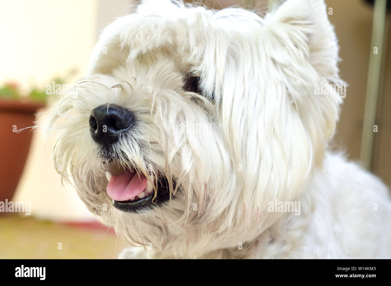 West Highland White Terrier portrait Stockfoto