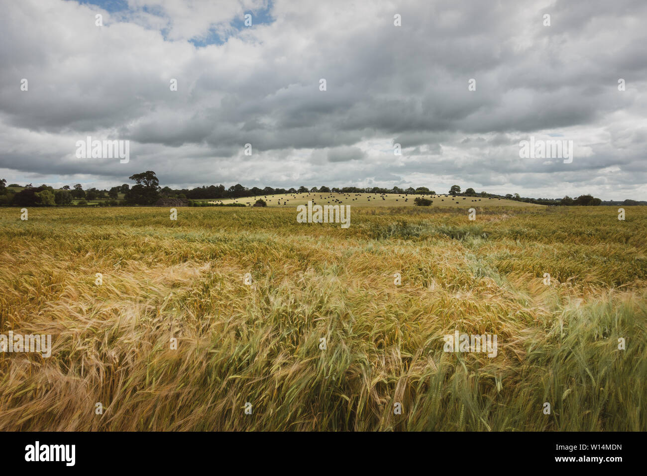 Kreative schoß, Instagram Blick von einem Weizenfeld in den Wind in Yorkshire, Großbritannien Stockfoto