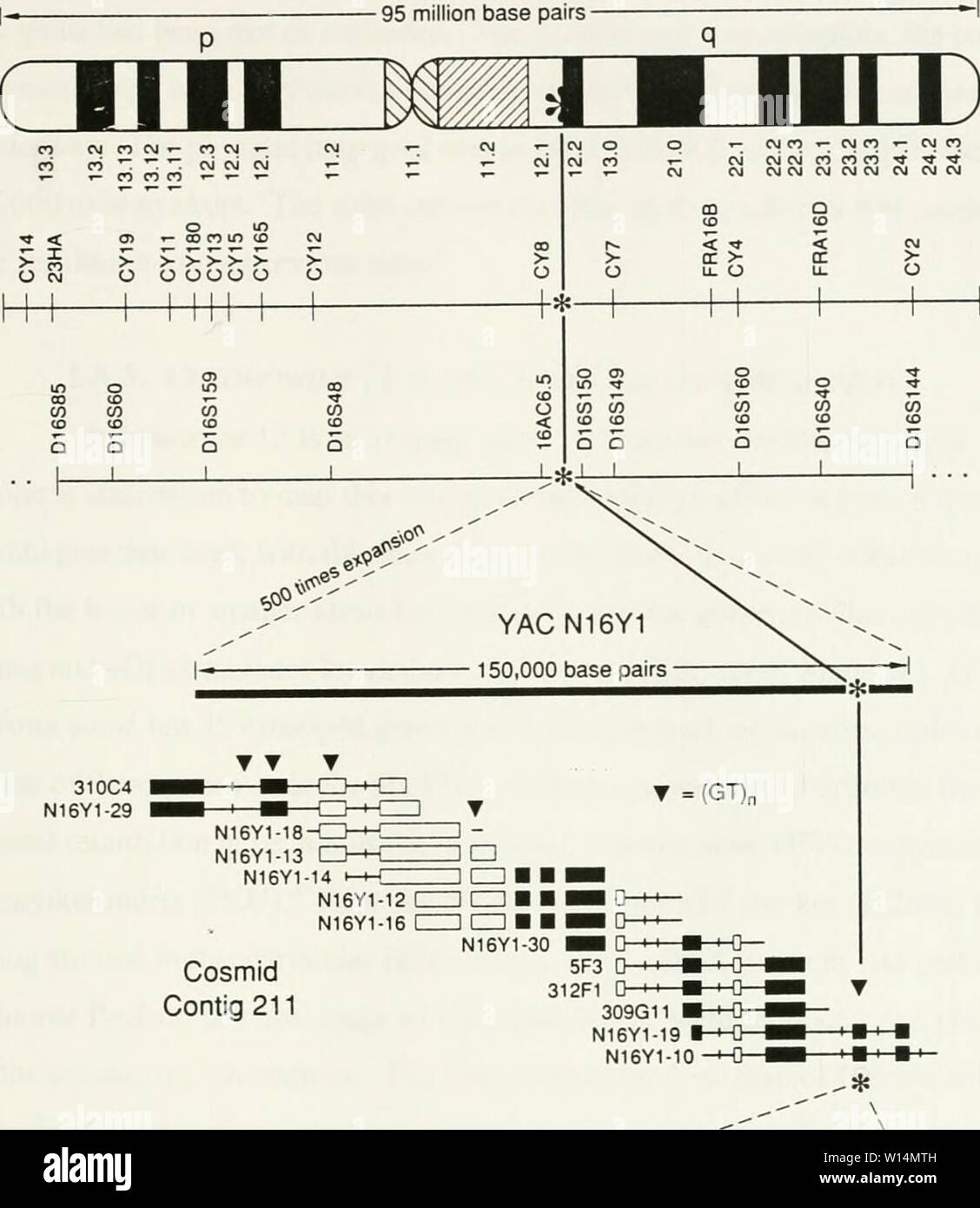 Archiv Bild von Seite 20 der Entwicklung einer cosmid. Die Entwicklung einer cosmid Karte von Chromosom 12 p 13. developmentofcos 00 belk Jahr: 1998 Chromosom 16 Cosmid Contig 211? ,Ooj'. esff'. Oso - - - STS N16 Y 1-10 Primer t3-AGTCAAflCCTTTCCGGCCTAl zytogenetischen Karte (Auflösung von in-situ-Hybridisierung 3-4 megabases) Zytogenetische Haltepunkt Karte (Auflösung 1,6 megabases; nicht alle Haltepunkte werden angezeigt) Genetische - Gestänge Karte (Auflösung 3-5 centimorgans; nicht alle Gestänge Markierungen werden angezeigt) Physische Karte von überlappenden cosmid Klone (Auflösung 5-10 Kilobases) 9 5 GATCAAGGCGTTACATGA-3") Primer I - 21. Stockfoto