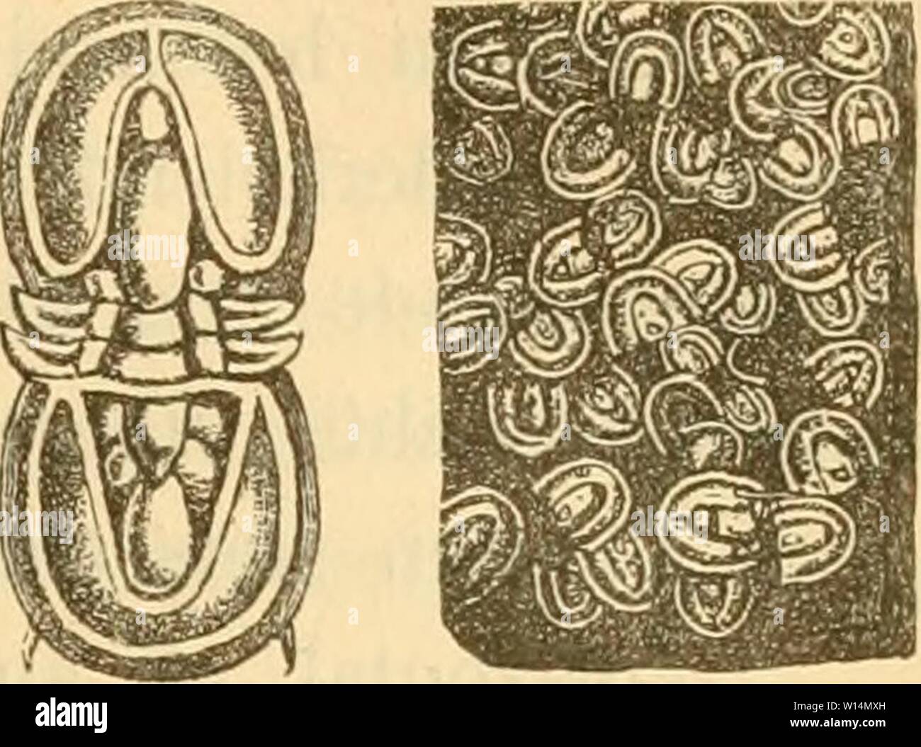 Archiv Bild von Seite 20 der Leitfossilien ein Handbuch sterben. Leitfossilien Sterben: ein Handbuch für den Unterricht und für das Bestimmen von Versteinerungen. dieleitfossilien 00 koke Jahr: 1896 PaläontoloctIsche Übersicht. 11 Zwei Segmente. Spindel des Pygidiums zuweilen mit Segmentartig gruppierten S - 6 - Höckern, aber nie deutlich segmentiert. Fam. Ägnostidae. Drei bis vier Segmente. Spindel des Pygidiums stets segmentiert, Seitenteile jneist gerippt. Glabella konisch, mit querfurchen oder glatt. Farn. Microdiscidae. Agnostiis pisiformis Linne. Kambrium, Schonen. Ii. Rumpfsegmente zahlreic Stockfoto
