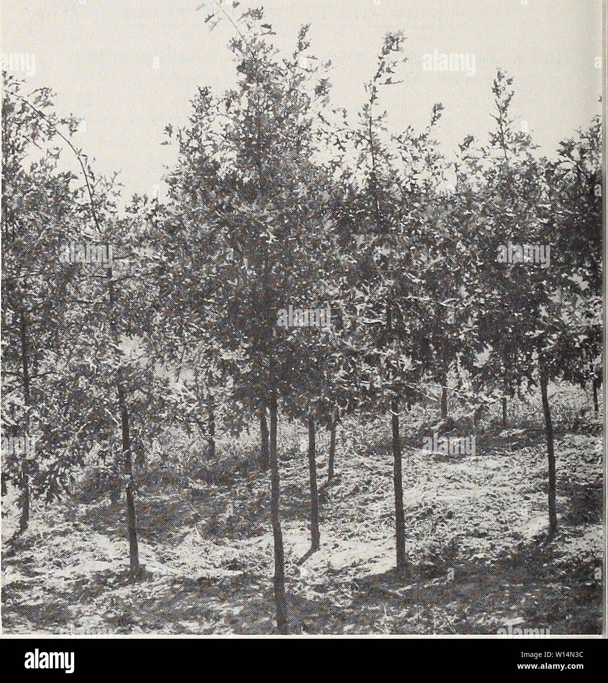 Archiv Bild von Seite 21 der beschreibenden illustrative retail Katalog. Beschreibende illustrative retail Katalog: Herbst Frühling 1959 1960. descriptiveillus 1959 jvan Jahr: 1959 19 QUERCUS palustris. Stift Eiche. Jeweils 7 - 8 ft.li - LI' $ 9,50 BR 8 - 10 ft.l |-2' 17. 00 8 - 10 ft. 2-2|' 19.50 9 - 11 ft. 2-Z'22,00 10-12 ft. 2-2 | 24. 00 10-12 ft. Z-3" 27. 00 10 - 12 ft. 3-3 | "39. 00 11 - 13 ft. 2-2|' 27,00 12 - 14 ft. Z-3" 34. 00 12-14 ft. 3J-4' 44. 00 12-14 ft. 4-4 | 50. 00 14-16 ft. 3-3|' 49.00 14-16 ft. 3}-4' 65. 00 16-18 ft. 4-4|' 75.00 16-18 ft. 4 | 5' 80. 00 18-20 ft. 3-3|' 58.00 18-20 ft. Stockfoto