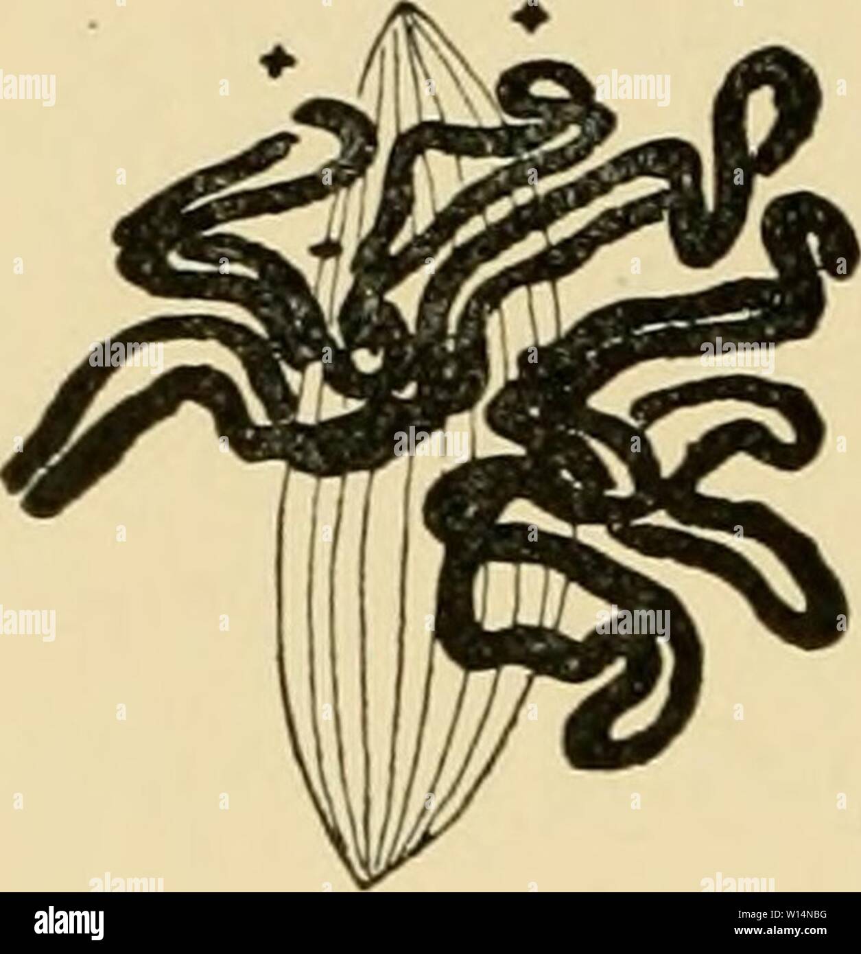 Archiv Bild von Seite 21 der Entwicklung der Frosch. Die Entwicklung von Ei des Frosches; eine Einführung in die experimentelle Embryologie. developmentoffro 00 morg Jahr: 1897 B Stockfoto