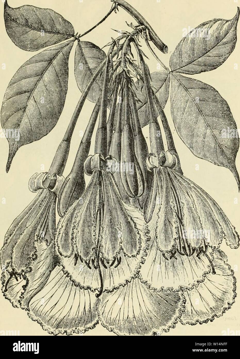 Archiv Bild von Seite 22 der beschreibenden supplemental Katalog der Neue,. Beschreibende supplemental Katalog Der neue, seltene und schöne Pflanzen. descriptivesuppl 1891 sieb Jahr: 1891 Neue, seltene und schöne Pflanzen. 15 CA. VICENSIA MAXIMA, Bcc pngc 17, J CALADIUMS, fortgesetzt. Juiz de Fora. Dark Bronze, Olivgrün, breit gerippten in karminrot. Iiambary. Breite rose rib Farbe, langen Blatt hingewiesen. Miracema. Wie Excelsior, aber heller. Mossoro. Licht Center, mit vielen grossen rose Flecken. Muricy. Blattoberfläche helles Rot, mit dunklen roten Rippen. Olinda. Blattoberfläche rot, vermischt mit Weiß; auffällige und d Stockfoto