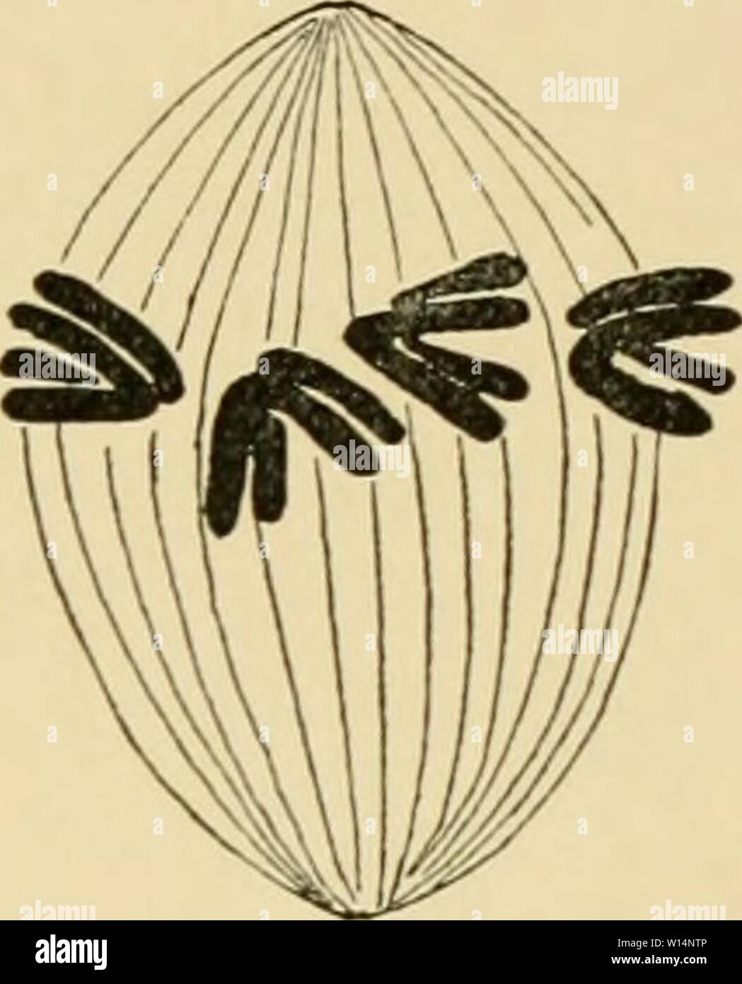 Archiv Bild von Seite 22 der Entwicklung der Frosch. Die Entwicklung von Ei des Frosches; eine Einführung in die experimentelle Embryologie. developmentoffro 00 morg Jahr: 1897 B Stockfoto