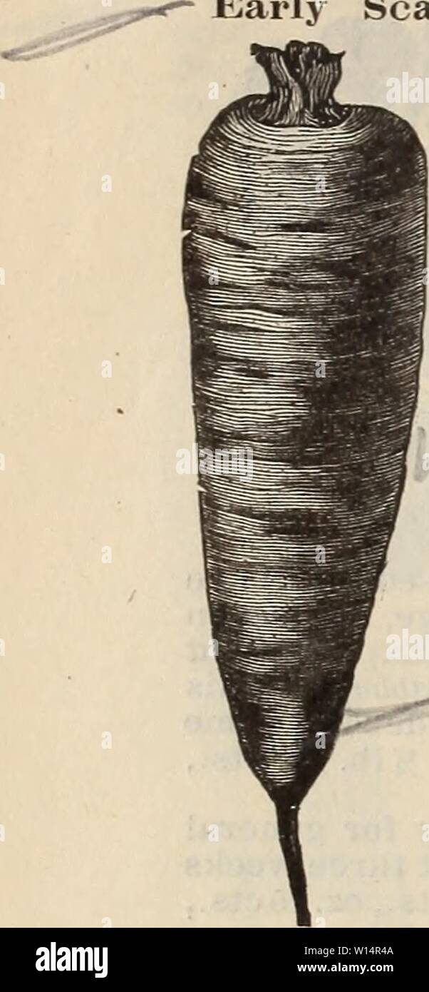 Archiv Bild von Seite 25 der beschreibenden Katalog Bäume pflanzen. Beschreibender Katalog: Bäume pflanzen Samen. . Descriptivecatal 1896 backen Jahr: 1896 22 BÄCKER BROS., FORT WORTH, Texas. Karotten. Frühe Scarlet Horn. Ein kurzer, stumpf verwurzelte Vielfalt von mittlerer Größe, sehr früh und der Geschmack. Nicht für den Markt angebaut. Pkt. 5 cts., oz. 10 C., Vo. 30 c, lb. 90 cts. Half-Long Scarlet Nantes. Dies ist die beliebteste Sorte, und Erweiterungen ausschließlich für den Markt gewachsen als auch für Familien. Es ist ein wenig später als die frühen Horn, aber viel größer; hell purpur in der Farbe und feinen Geschmack. Pkt. Stockfoto