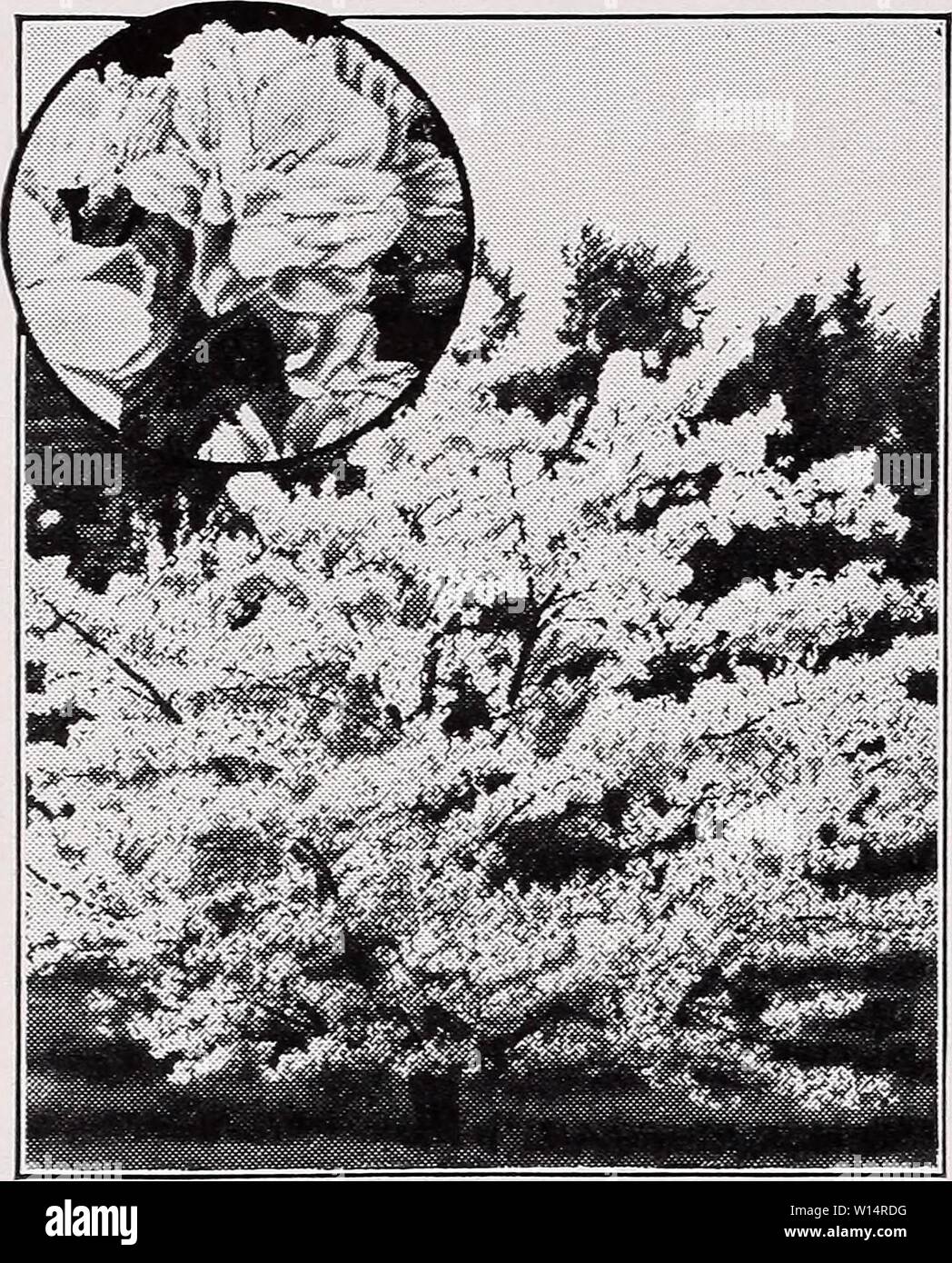 Archiv Bild von Seite 25 der beschreibenden Preisliste (1935). Beschreibende Preisliste. descriptiveprice 00 cmho 1 Jahr: 1935 C. M. HOBBS 8 C SONS, INC., Bridgeport, Indiana Japanese flowering cherry. Die Pflaumen PRUNUS Prunus - Newport. Eine neue lila-leaved Pflaume von mehr Verfeinerung und ein langsameres Wachstum, die Blätter glatter und mehr in kräftigen Farben, stark im Frühjahr gerötet, deep Bronze - Lila im Spätsommer. Blumen rosa weiß, dekorative Früchte magenta-rot. Alle 3 bis 4 ft $ 0,75 4 bis 5 ft 1,00 5 bis 6 ft 1,50 s. Purple-Leaved Pissardi (Pflaume). Eine Hand - einige, symmetrische kleiner Baum aus formalen ap-pe Stockfoto