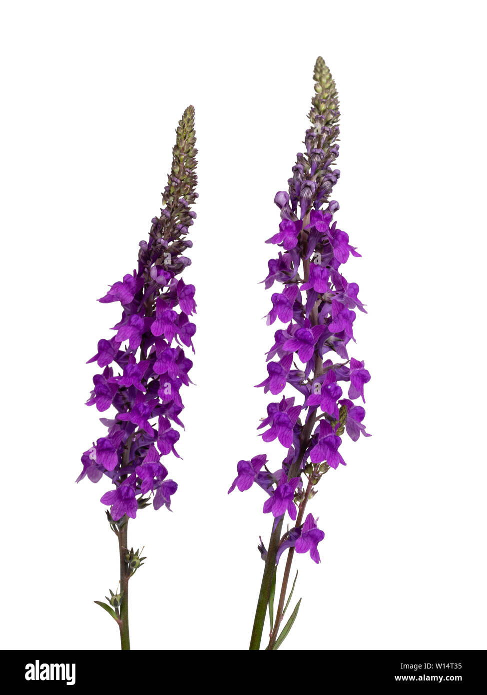 Lila Blüten im Spike von Toadflax, Linaria purpurea, einem britischen Wildflower und Cottage Garten Pflanze auf weißem Hintergrund Stockfoto