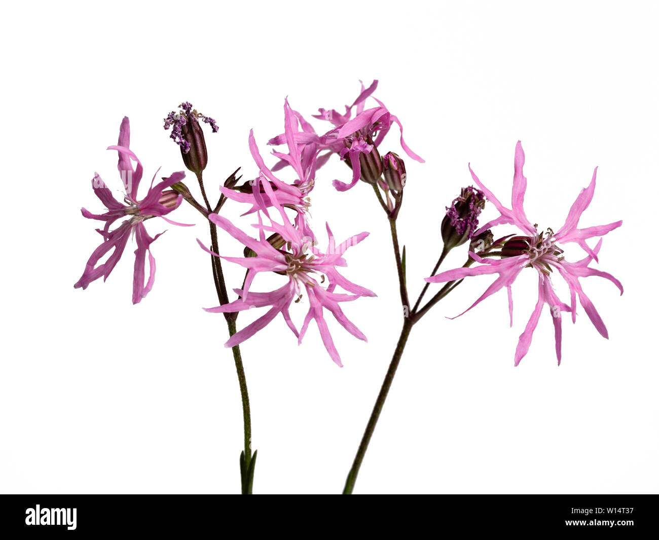 Zerklüftete rosafarbene Blüten der britischen Wild- und Moorgartenblume, Silene flos-cuculi, zerlumpter Rotkehlchen, auf weißem Hintergrund Stockfoto