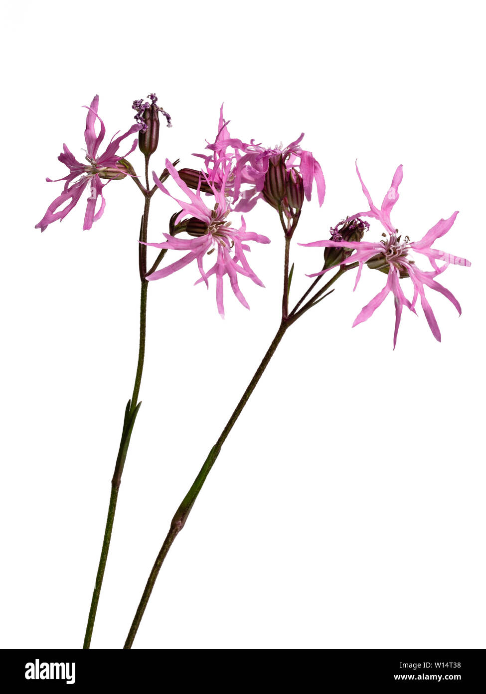 Zerklüftete rosafarbene Blüten der britischen Wild- und Moorgartenblume, Silene flos-cuculi, zerlumpter Rotkehlchen, auf weißem Hintergrund Stockfoto