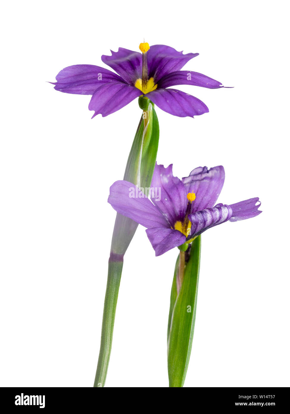Violett Blau Blumen der Blüte im Blue eyed Grass, Sisyrinchium E K Kugeln, auf weißem Hintergrund Stockfoto
