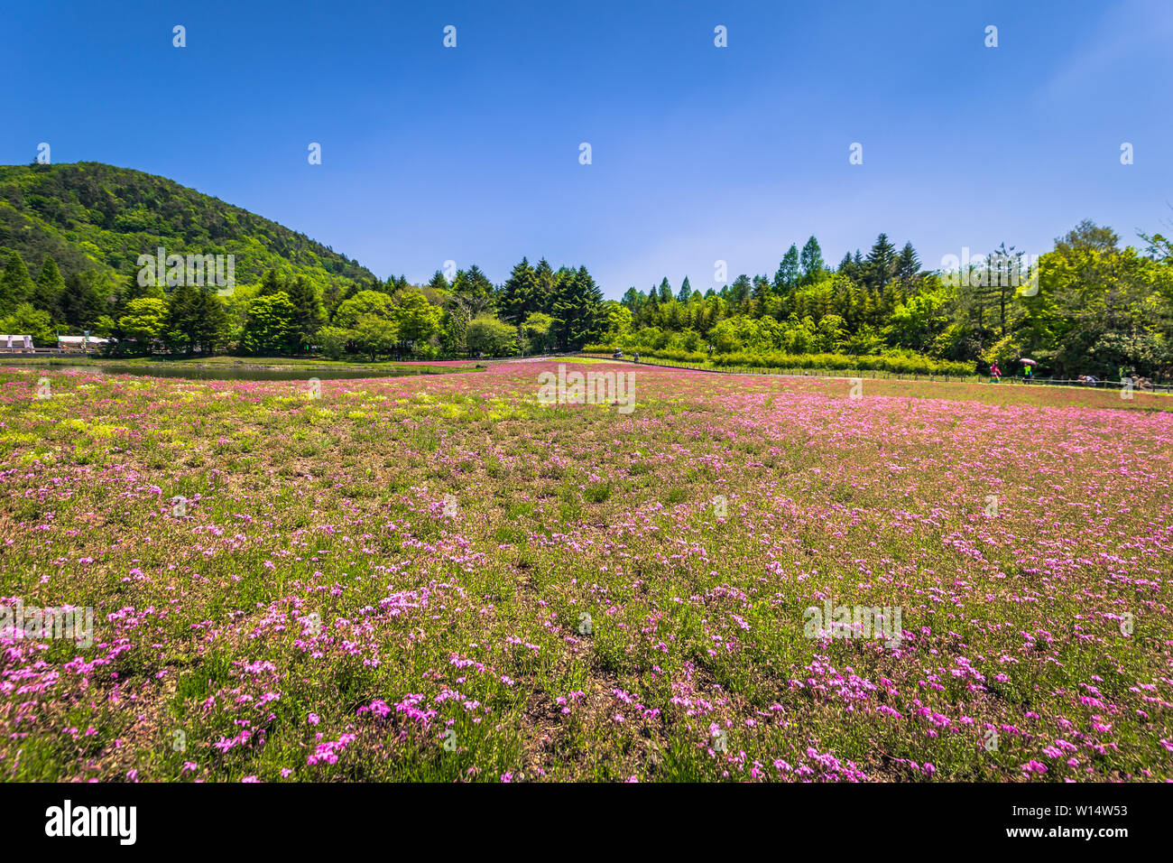 Motosu - Mai 24, 2019: Blüte Bereichen Shiba-Sakura Festival, Japan Stockfoto