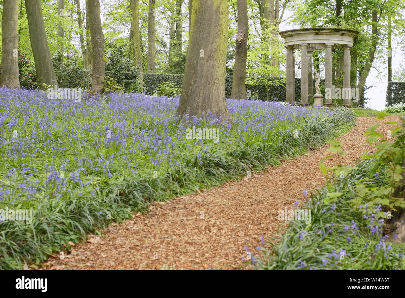 Hyacinthoides. Bluebells umgeben einen klassischen Tempel im Wald bei Renishaw Hall und Gärten, Derbyshire, England, UK. Stockfoto