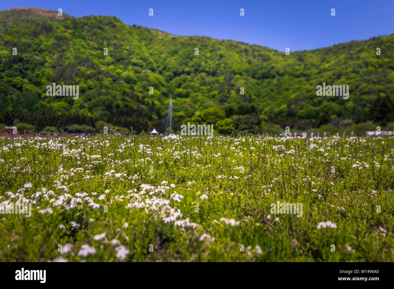 Motosu - Mai 24, 2019: Blüte Bereichen Shiba-Sakura Festival, Japan Stockfoto