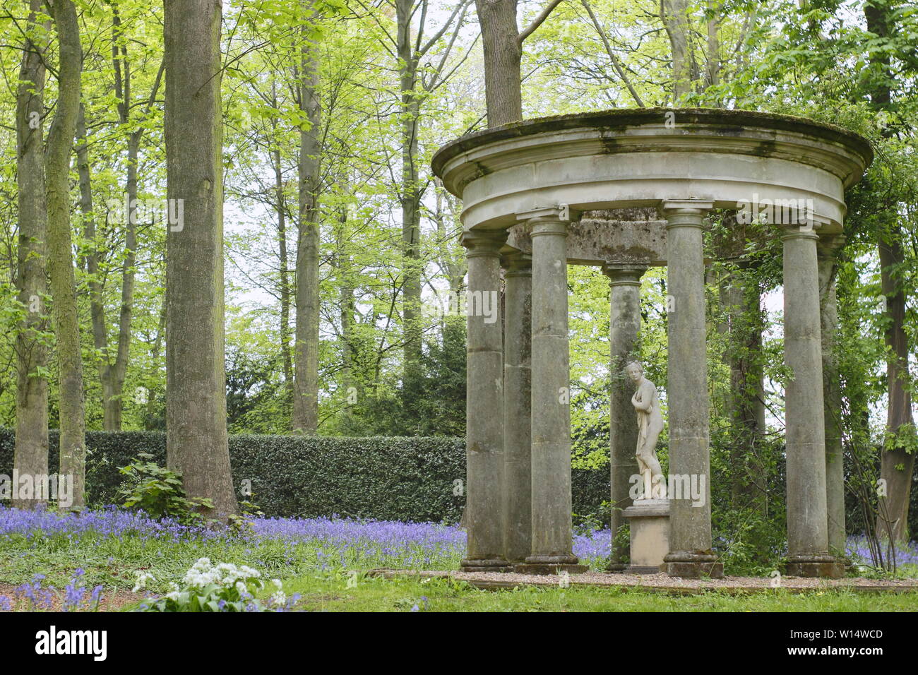 Hyacinthoides. Bluebells umgeben einen klassischen Tempel im Wald bei Renishaw Hall und Gärten, Derbyshire, England, UK. Stockfoto
