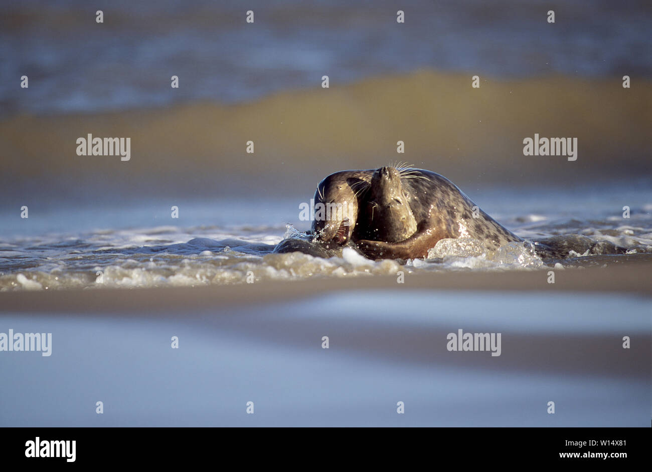 Kegelrobbe Halichoerus grypus Donna Nook, Lincolnshire, Großbritannien Stockfoto