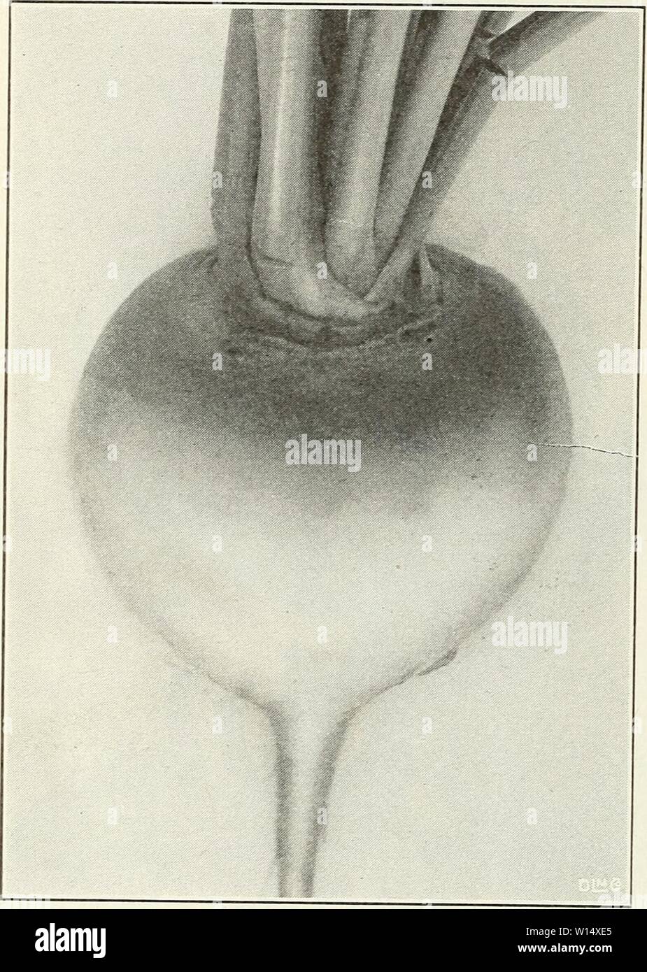 Archiv Bild von Seite 29 der beschreibenden Katalog der Gemüse- und. Beschreibender Katalog der Gemüse- und Blumensamen. descriptivecatal 1926 John Jahr: 1926 26 JOHANNES LIVINGSTONE CO., 87 BARCLAY ST., NEW YORK RÜBE Navone Navet Naho Weisse-Ruhe Kultur.- Für frühe Rüben, Leistungsbeschreibung, sobald der Boden öffnet im Frühling, für den Winter, mayIbe gesät von Mitte Juli bis Ende August. Die Rüben werden im Allgemeinen Sendung gesät, aber viel grössere Ernten sind durch die Kultivierung im Bohrer 18 Zoll auseinander und Ausdünnen bis 6 Zoll in der Bohrer obtamed. Sow m flache Bohrer, 1 lb. An den Morgen, 1 oz. bis 150 W Stockfoto