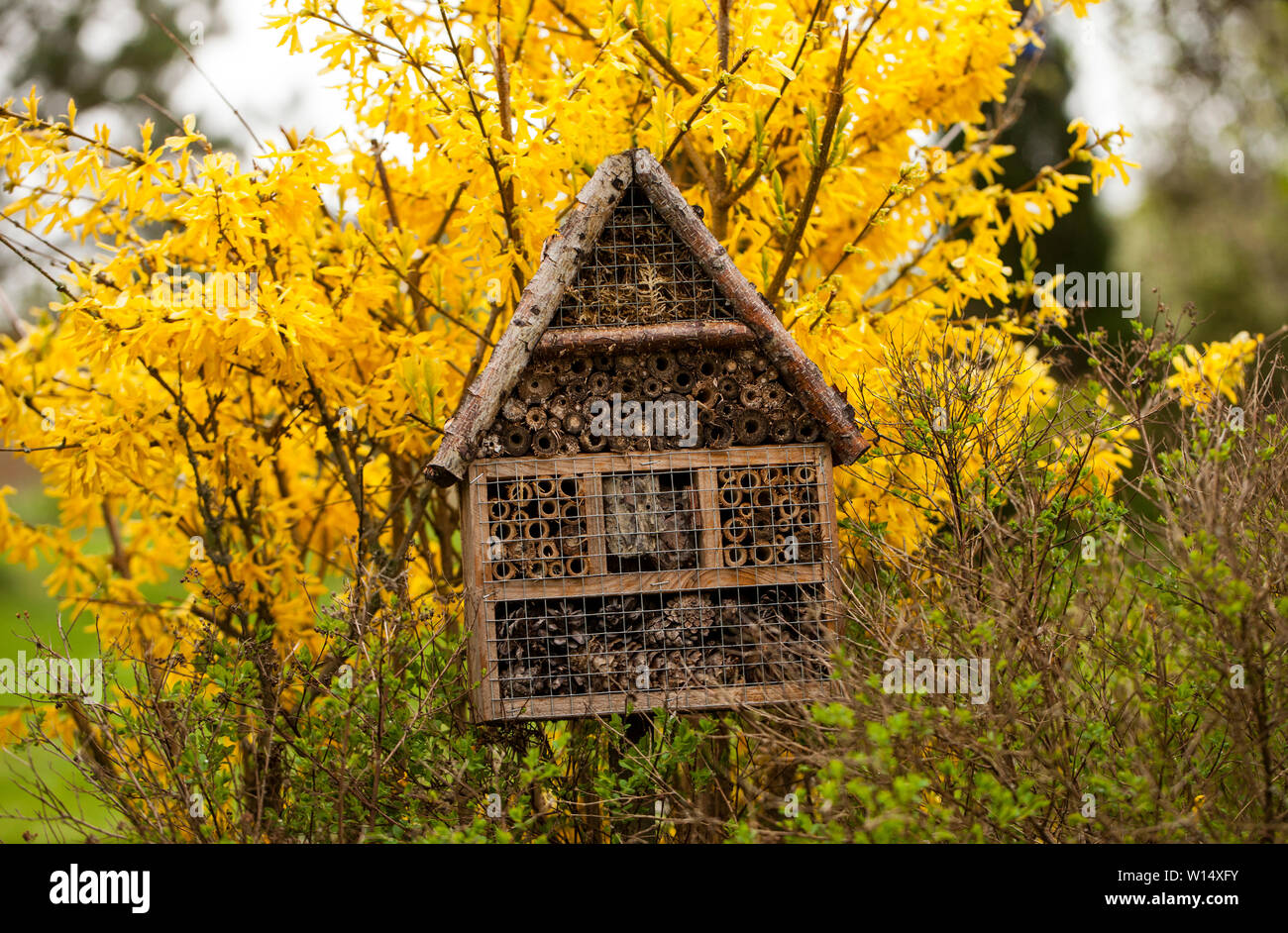 Insekt Haus - Hotel in Spring Garden Stockfoto