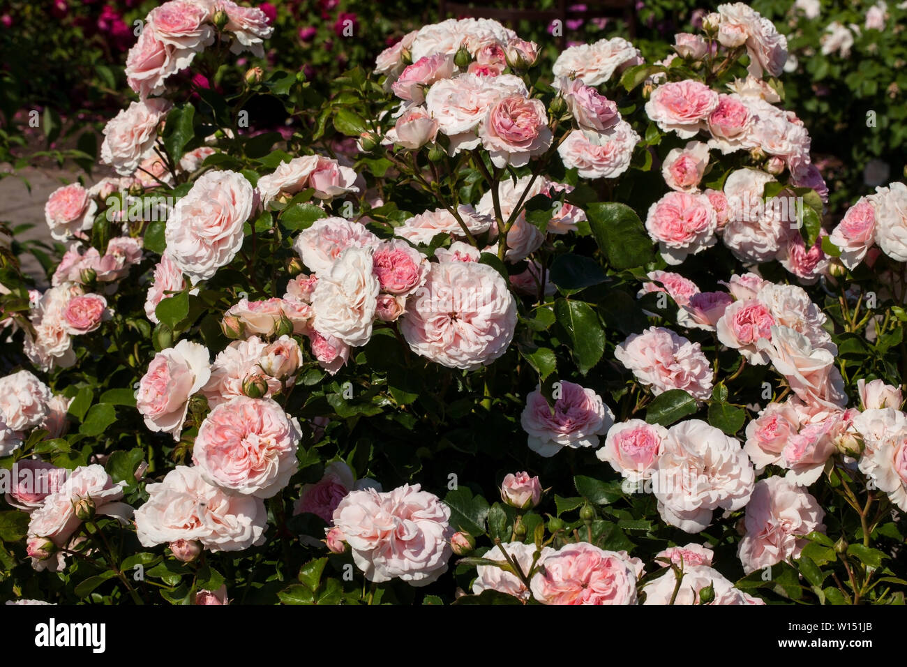 Schöne rosa 'Marie Teressa' im Sommer Garten Stockfoto