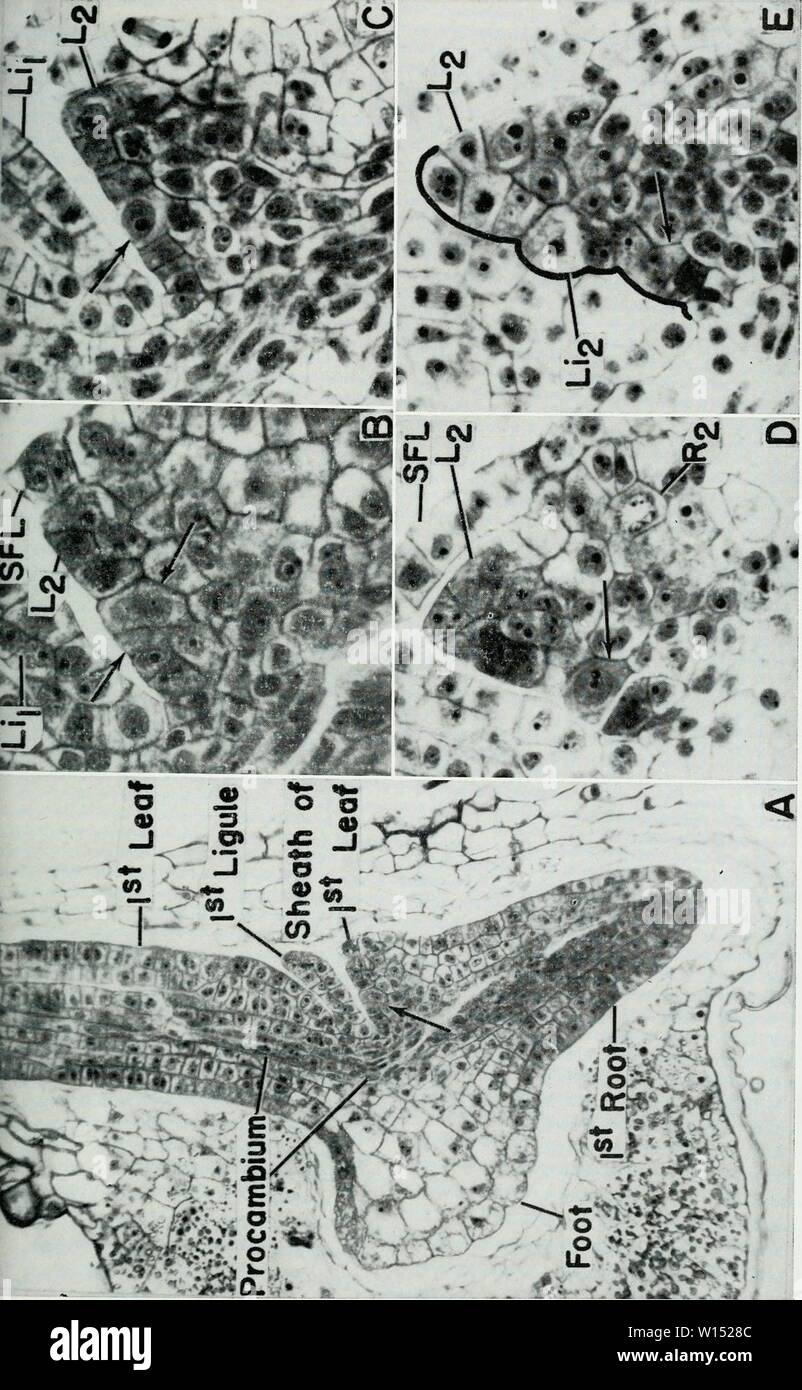 Archiv Bild von Seite 104 des entwicklungspolitischen Anatomie der