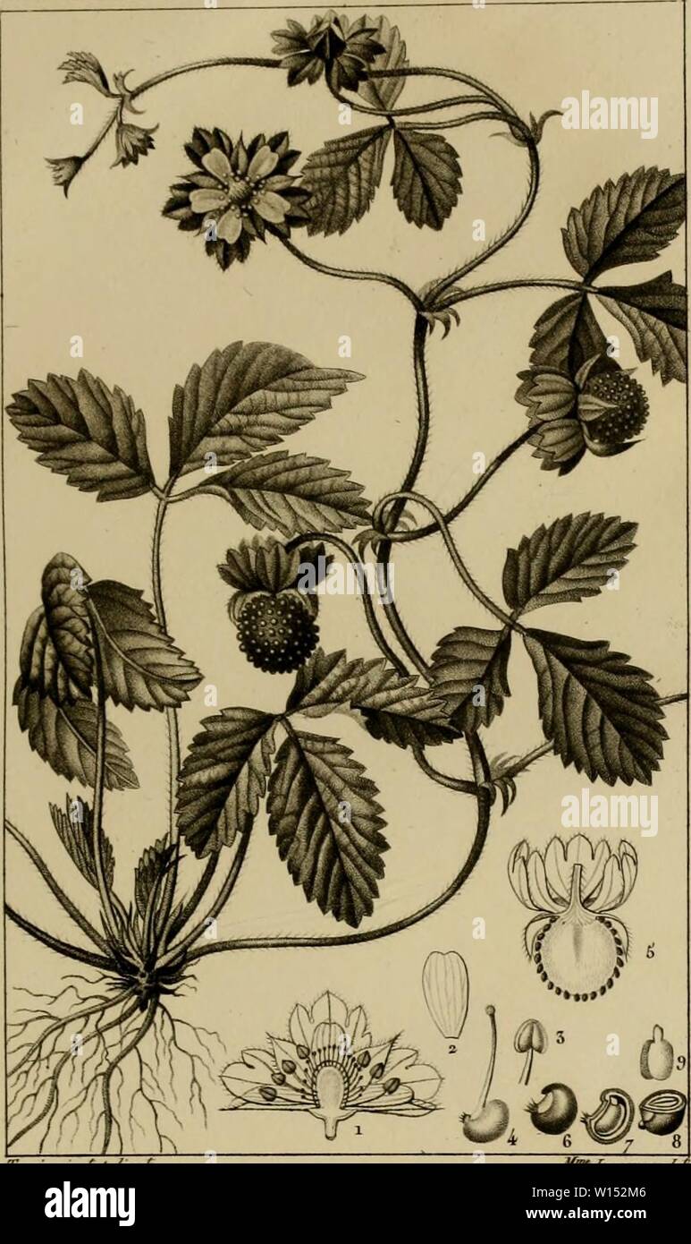 Archiv Bild von Seite 106 des Wörterbuch des sciences naturelles, Dans. Wörterbuch des sciences naturelles, Dans lequel auf traite méthodiquement De être de la nature considérés différens, soit en eux-mêmes, d'après l'État actuel de nos connoissances, soit relativement à l'utilité qu'en peuvent retirer La médecine, l'agriculture, le Commerce et les Artes. Suivi d'une Biographie des plus célèbres naturalistes. dictionnairedes 05 cuvi Jahr: 1816 BOTANIQUE. DU • (fTYLSDÛ £ S. Rosacées. FRAISIER de l'Inde. FRAGARIA Indica y" 7 ver/i', - a/f,/IWF//Na Ich./f/a/e3 SfoTiimr. Lt. Pierfrta/e uarpe Stockfoto