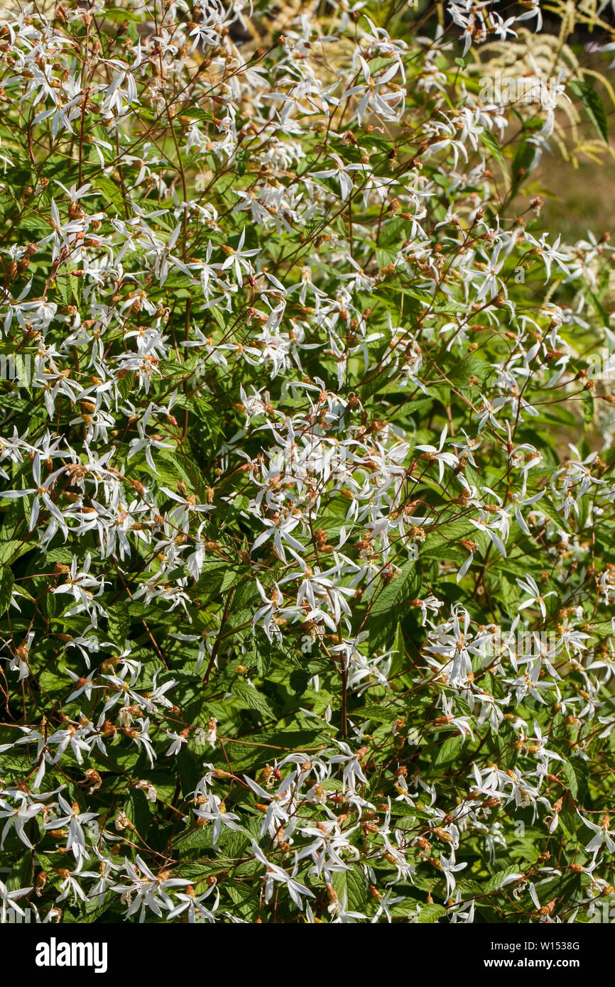 Gillenia dreiblättrige gemeinsamen Namen Bowman's Root und Indischen physic ist eine Pflanzenart aus der Gattung der blühenden Pflanze in der Familie der Rosaceae, beheimatet in Eastern North Ameri Stockfoto