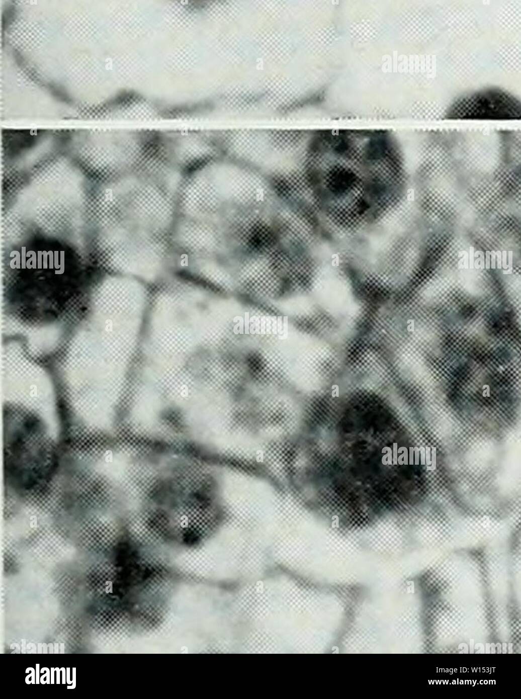 Archiv Bild von Seite 108 des entwicklungspolitischen Anatomie der Isoetes. Die entwicklungspolitischen Anatomie der Isoetes. developmentalana 31 paol Jahr: 1963 ein: "-'''##. : -, "9:. 1A#" # fjr" 4 J. 4" 4? B Stockfoto