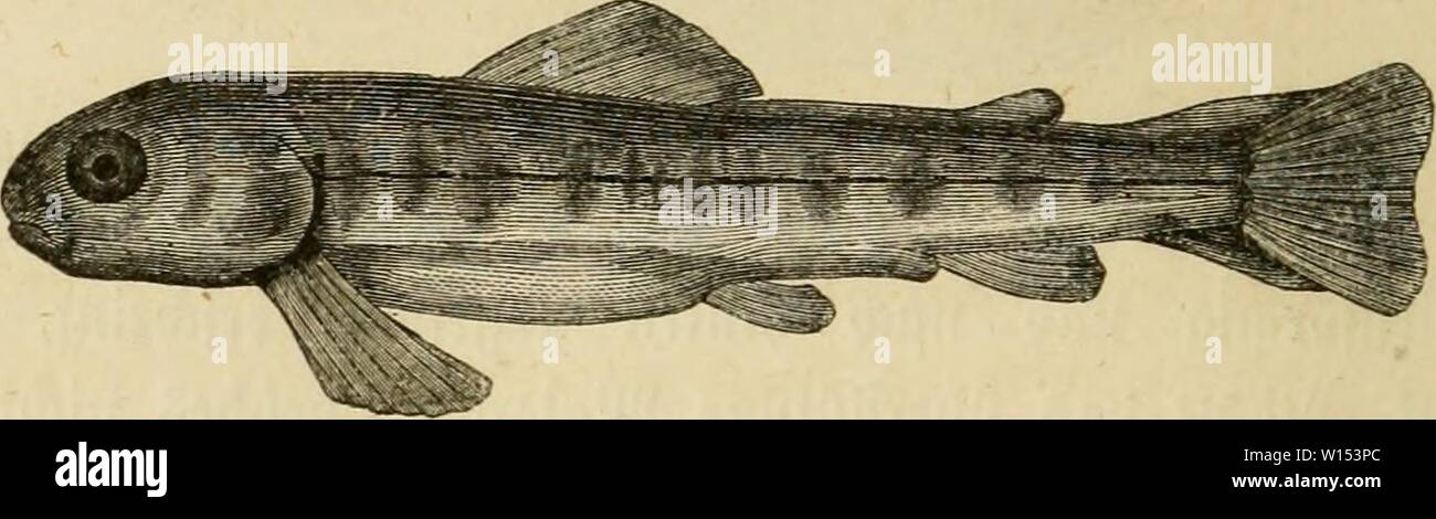 Archiv Bild ab Seite 109 von Die Künstliche Fischzucht (1859). Die Künstliche Fischzucht. dieknstlichefi 00 vogt Jahr: 1859 94 1963 ifccen, meiere" eitien dJlomt alt Ich [t, ber 2) Dtterfadt um ettüa Brei 3 Siertel ge [(itiimben unb! aiim noc aU ein toorfprin=genbe § 3 lnl) ängfel ein ber Saud) f (äcbe. Tiad} Fe (i) § 93 a (Söoden erfdeint foread; en, fecfiä äioen alt. Der 'aiid) erfdeint keine Ctwa atifetrieben. Audi biefer SSorfprung fa[t üollftänbig ausgeglichen unb nur ber in=merffame 33 eDbad) ter fiebt ben S3 aud Nicken) etiraS aufgetrieben unb im Innern beffelben ben9 eft § gänsticb toerfcbminbenben D Stockfoto