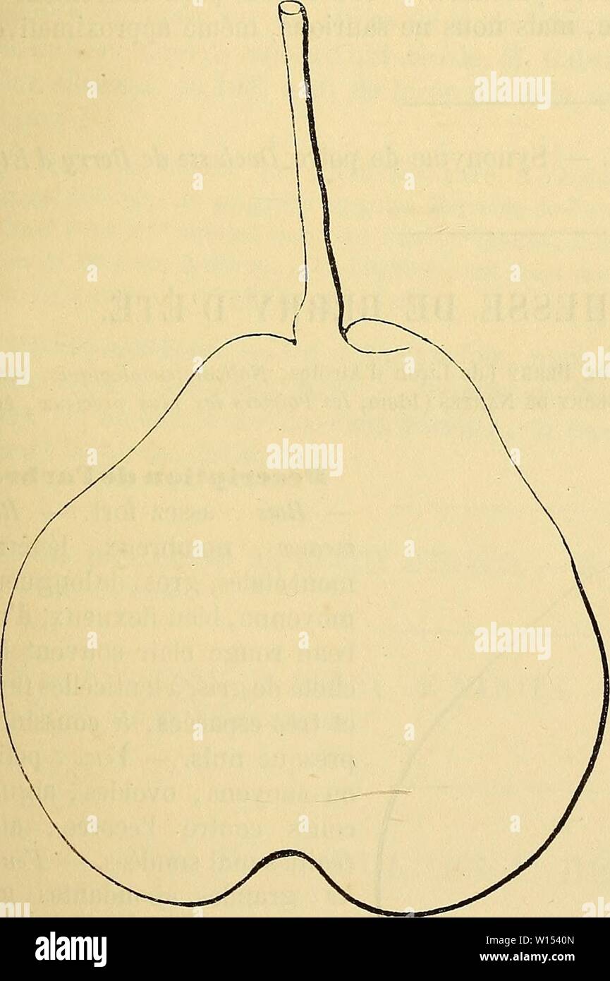 Archiv Bild ab Seite 110 von Wörterbuch de pomologie Contenant. Wörterbuch de pomologie: Contenant l'histoire, la Description, la Abbildung des Früchte Früchte anciens et des modernes les plus gÃnÃralement connus et cultivÃs. dictionnairedepo 002 lero Jahr: 1867 DUC [Duchesse sind 1 103 â Åil: Grand, Mi-Clos, rarement trÃ¨s-enfoncÃ. Â Peau: rugueuse, Vert-prÃ¨rement lÃgÃ jaunÃ¢tre, ponctuÃe de gris clair, largement tachÃe lavÃe et de Fauve. - Vorsitz: blanc verdÃ¢tre, fein, fondante, kompakte, Presque exempte de Pierres. Â Eau: suffisante, sucrÃe, acidulÃ, dÃlicatement parfumÃe. MaturitÃ. Â Stockfoto