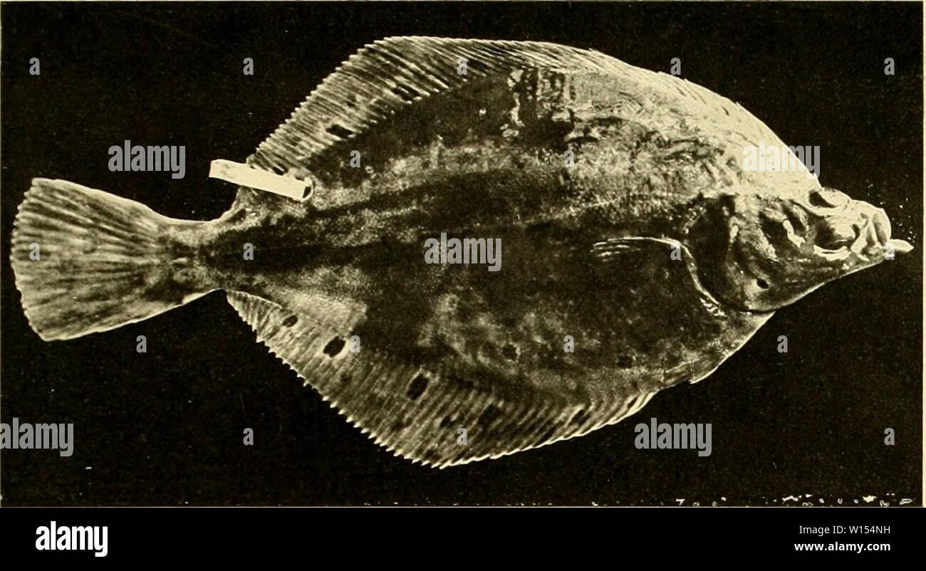 Archiv Bild von Seite 112 Die Beteiligung Deutschlands an der. Die Beteiligung Deutschlands an der internationalen Vollständigen: Bericht. diebeteiligungde 1205 dtn Jahr: 1903 Stockfoto