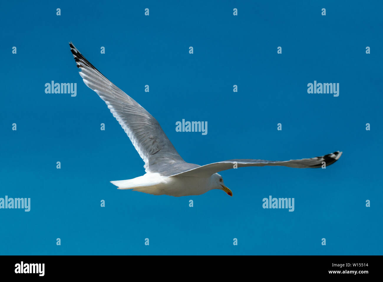 In der Nähe von fliegende Möwe vor blauem Himmel mit vielen Details von Flügeln und Federn Stockfoto