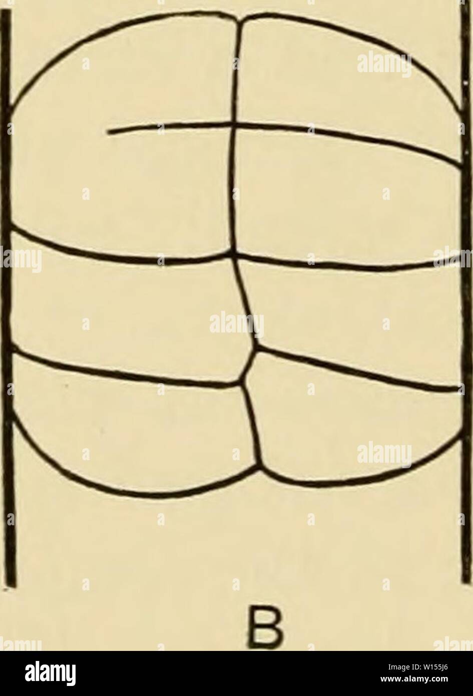 Archiv Bild von Seite 115 Die Entwicklung des Frosches. Die Entwicklung von Ei des Frosches; eine Einführung in die experimentelle Embryologie. developmentoffro 00 morg Jahr: 1897 100 ENTWICKLUNG DER FROSCH EI [Ch. X tion aus einem größeren Eigelb - teil. Es ist daher nicht die Kluft, Ei, wie in den vorangegangenen Fällen, symmetrisch. Hertwig gefunden, daß, wenn die Eier wurden von oben nach unten komprimiert, d. h. Axial zwischen parallelen Platten abgeflacht, es gab keine Vereinbarung zwischen dem jjlane der ersten Spaltung und der Mittelebene des Embryos. Vier mal die beiden Münze - cided, ungefähr, mit der Stockfoto