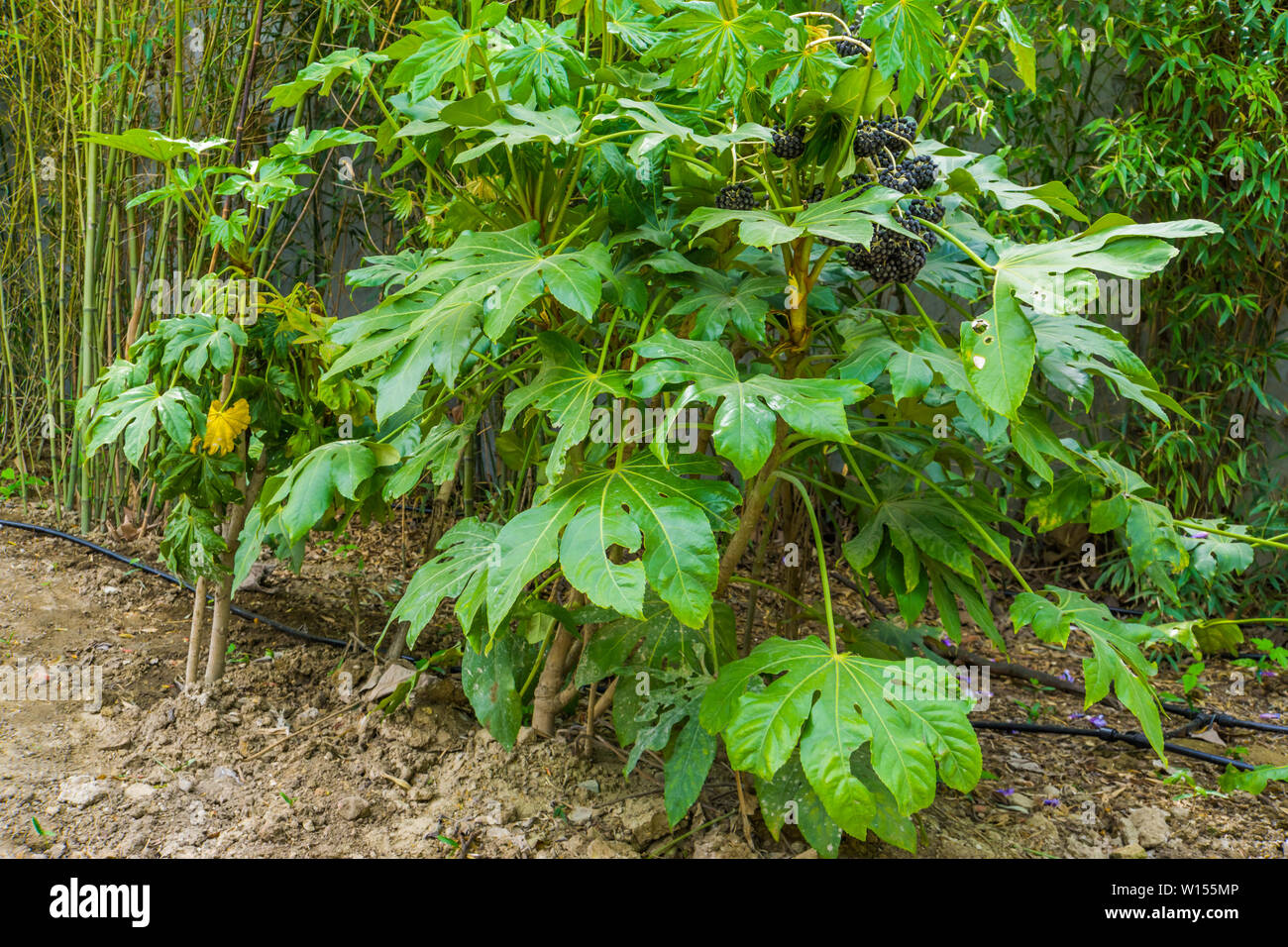 Fatsia Werk Lager schwarze Beeren, die sich in einem tropischen Garten, Fruchtenden Pflanze aus Asien, ziergarten Pflanzen Stockfoto