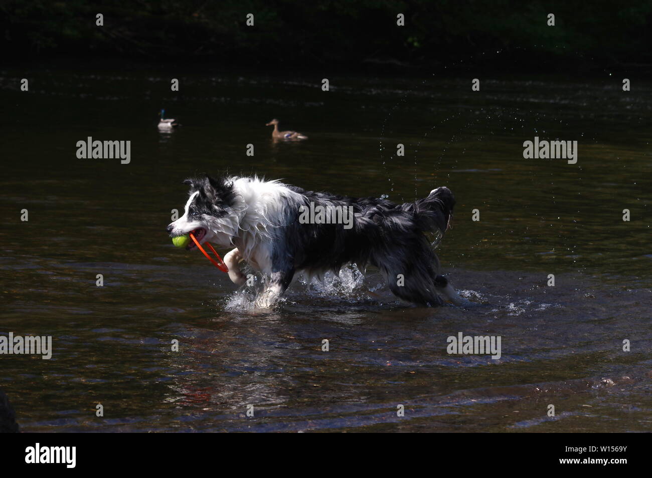 Border Collie spielen in Fluss Stockfoto