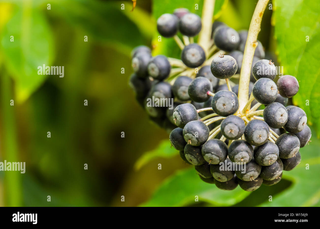 Makro Nahaufnahme eines fatsia Werk Lager reifen schwarzen Beeren, Natur Hintergrund, beliebte tropische Pflanze aus Asien Stockfoto