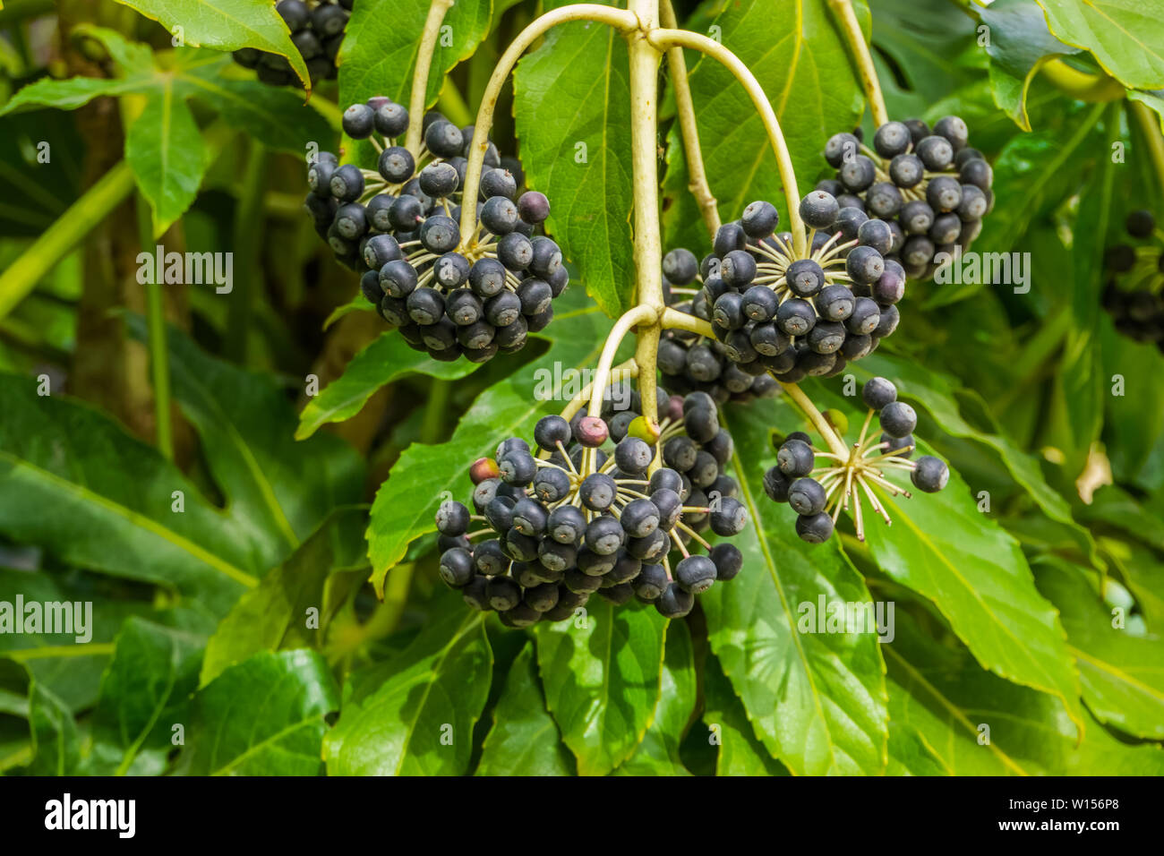 Fruchtkörper fatsia Werk Lager schwarze Beeren, beliebte tropische Pflanze aus Taiwan Stockfoto
