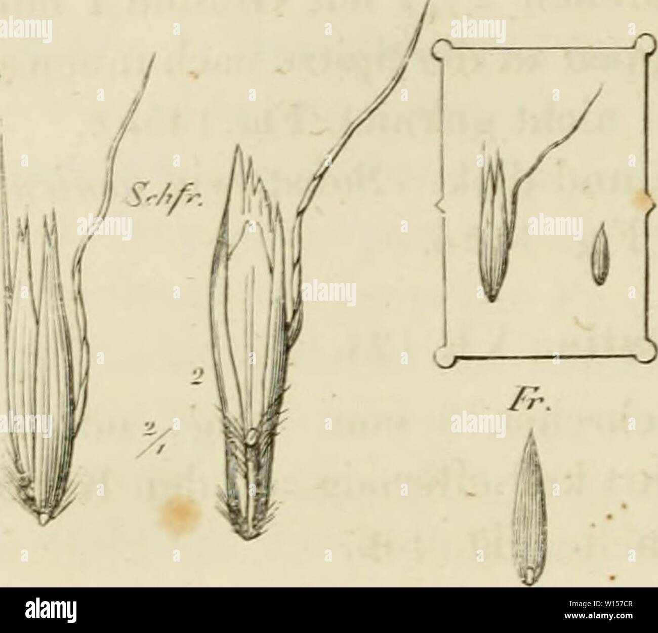 Archiv Bild ab Seite 121 von Deutschlands Gräser und Getreidearten zu. Deutschlands Gräser und Getreidearten zu leichter Erkenntniss / Dm Wuchse, den Blättern, Blüthen und Früchten zusammengestellt und für die Land- und Forstwirtschaft / Vorkommen und Nutzen ausführlich beschrieben. deutschlandsgr 00 jess Jahr: den Blättern 106 V. Kapitel. 11. Aveiiastrum elatius. II, 33. Schfr., Abb. 14 Üi, aus 2 Blüth-chen bestehend, S mm. lang. Ein einer Seite unten sterben längere, stark ge-drehte, einige braune Granne 12 mm lang, an der Berlin Seite eine oft sehr kurze, Orig.-DP, höher oder Tiefe Stockfoto