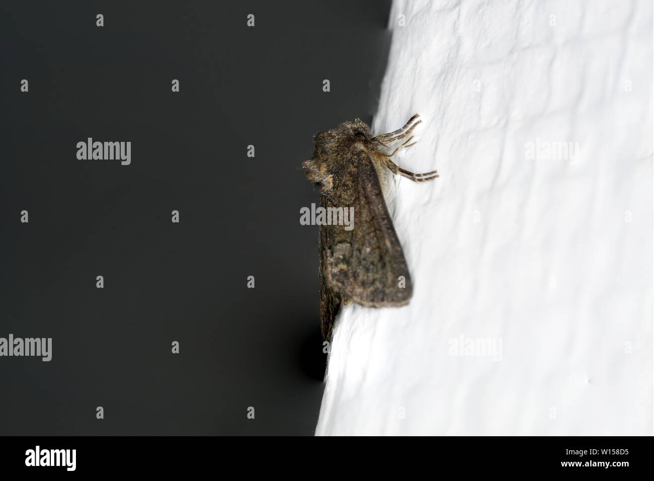 Tag und Motte in Nahaufnahme und in bester Fotoqualität Stockfoto