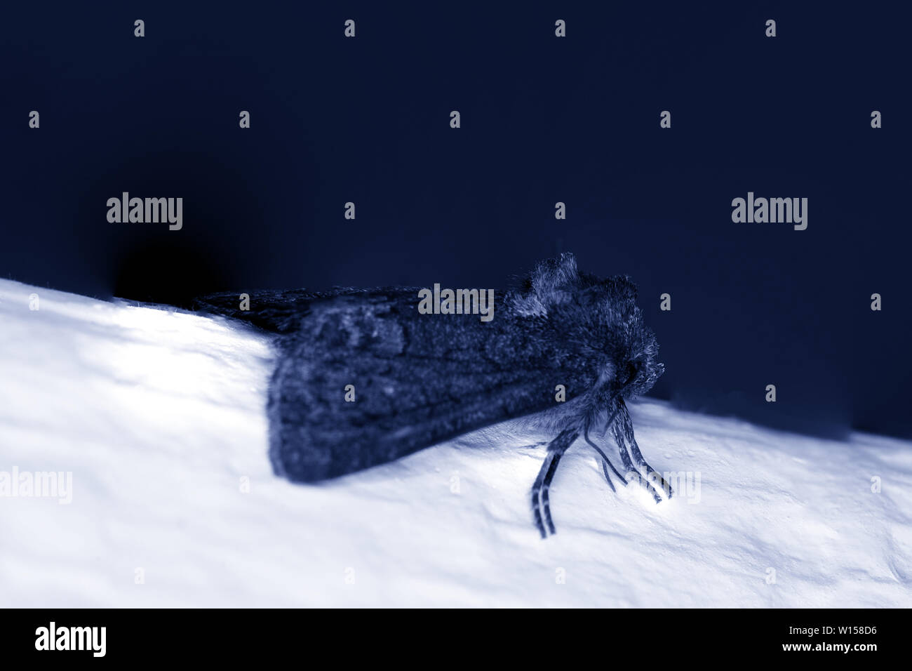 Tag und Motte in Nahaufnahme und in bester Fotoqualität Stockfoto