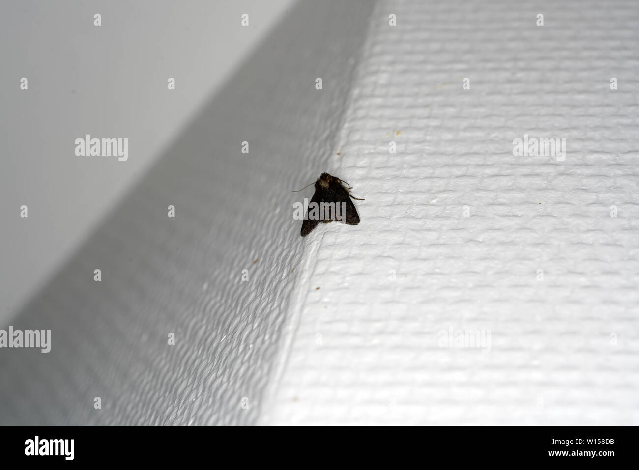 Tag und Motte in Nahaufnahme und in bester Fotoqualität Stockfoto