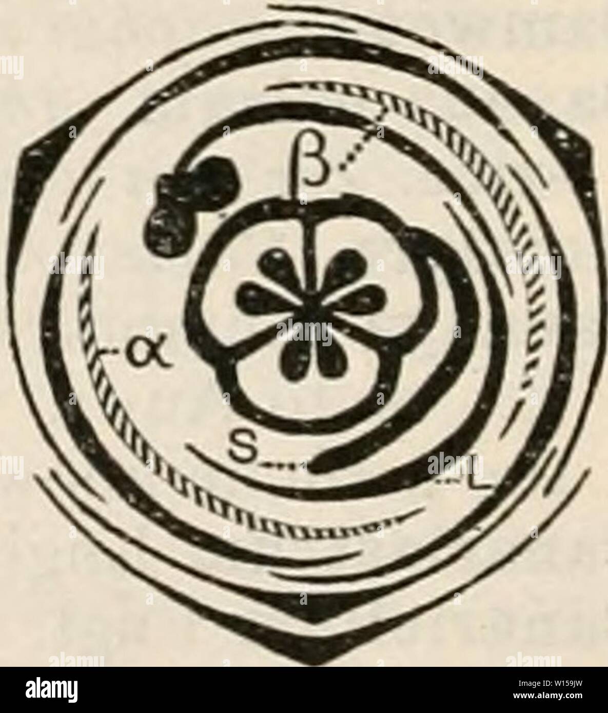 Archiv Bild ab Seite 129 von einem Wörterbuch des Blühens. Ein Wörterbuch der Blütenpflanzen und Farne. dictionaryofflow 00 Jahr: 1919 KANN EIN FA LI A (Schwert oder Säbel Bean, übersehen) Kult. hrsg. Pods. C. obhisifolia DC. ist eine gemeinsame Trop. Shore Anlage. Canbya Parry. Papaveraceae (11). 2 Kalifornien, Mex. Cancellate, Vergitterten. Cancrinia Kar.et Kir. Compositae (7). Ich Centr. Als. Candidus (Lat.), Reinweiß. Kerze - Mutter, Aleurites; - Anlage, Dictammts ;- Baum, Parmentiera; - Holz (W. I.), Sciadophyllitm, Ainyris. Candollea Labill. in Ann. Mus. Abs. 1805 (eriosyce Sw., q. v.}. Stylidiaceae. 85 Aus Stockfoto