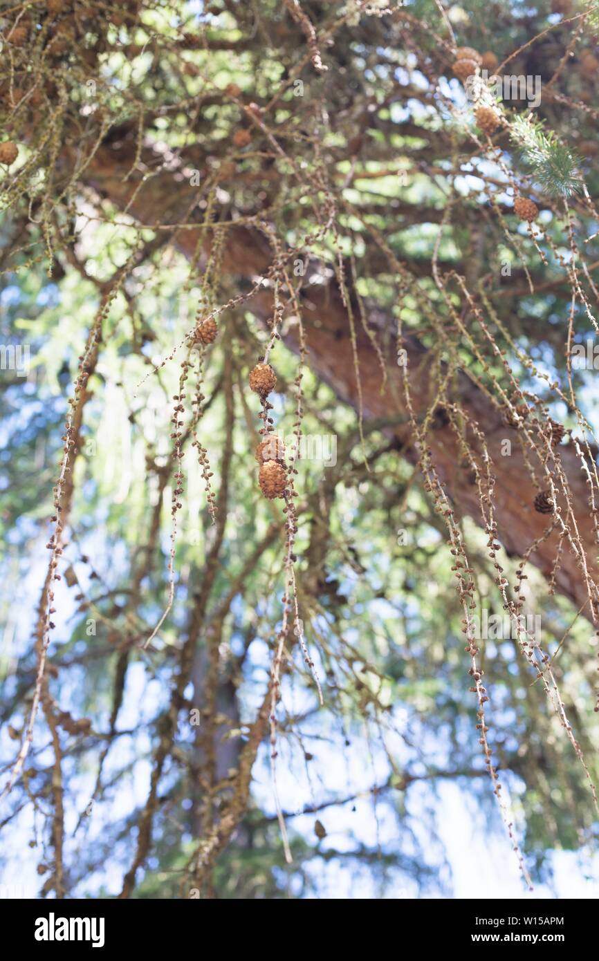 Larix occidentalis-westlichen Lärche Baum. Stockfoto