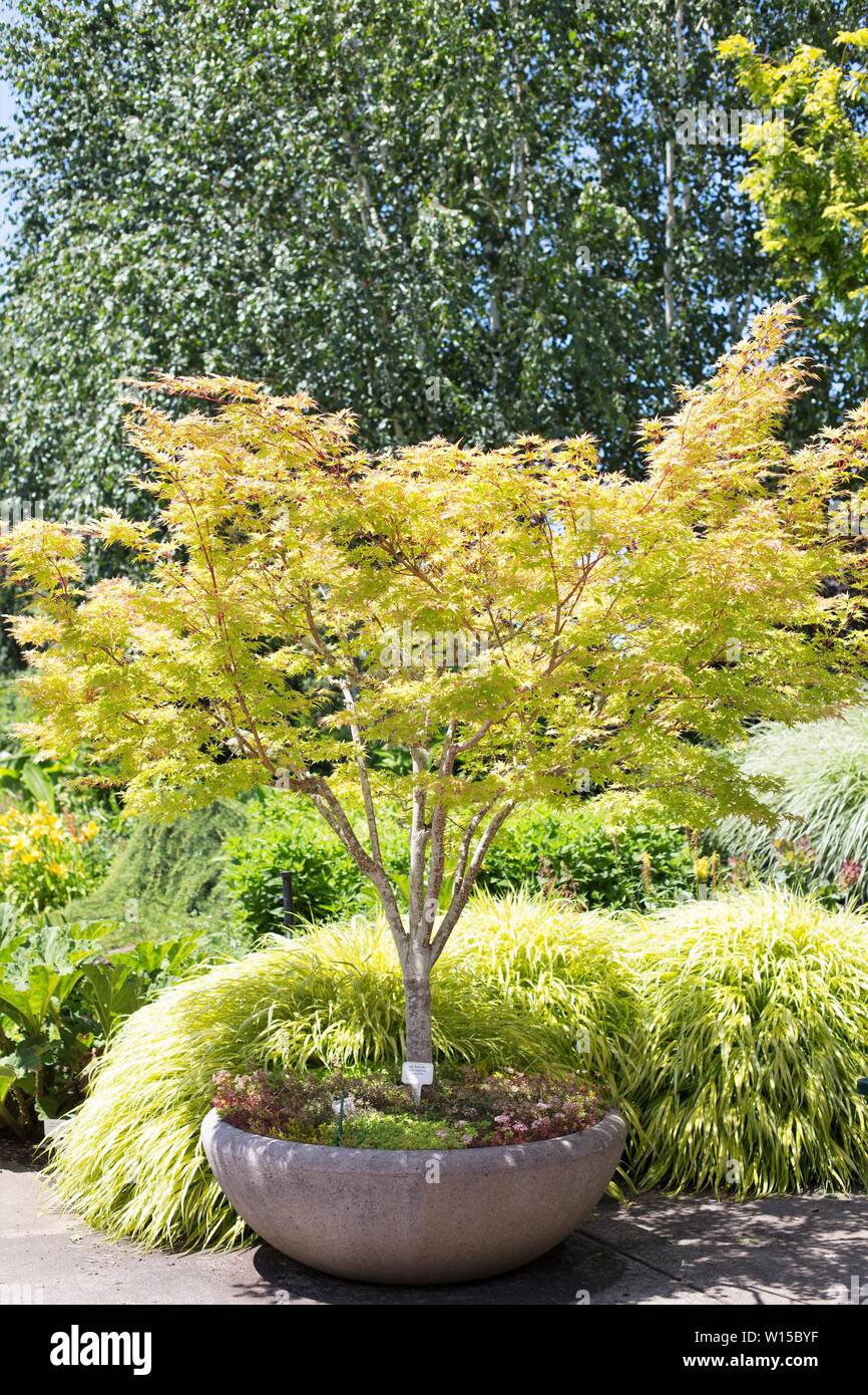 Acer palmatum ango Kaku 'japanische Ahorn. Stockfoto