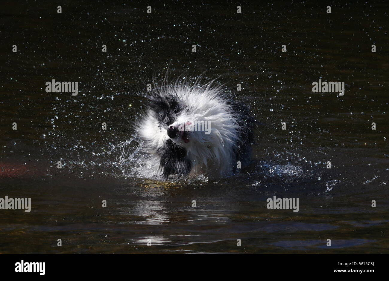 Border Collie spielen in Fluss Stockfoto